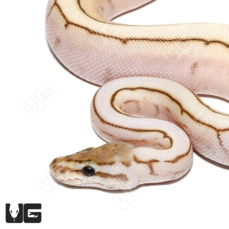 Bright red-eyed snake with cream and brown patterned scales.