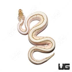 Lesser Spider Pinstripe Ball Python (Python regius) For Sale - Underground Reptiles