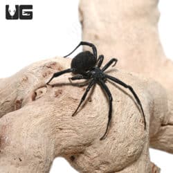 Mediterranean Black Widow (Latrodectus tredecimguttatus) For Sale - Underground Reptiles