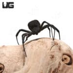 Mediterranean Black Widow (Latrodectus tredecimguttatus) For Sale - Underground Reptiles