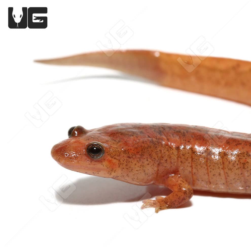 Dusky Salamanders For Sale Underground Reptiles