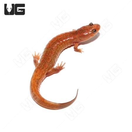 Dusky Salamanders (Desmognathus fuscus) For Sale - Underground Reptiles