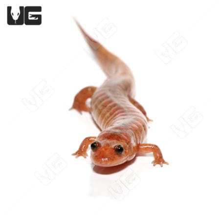 Dusky Salamanders (Desmognathus fuscus) For Sale - Underground Reptiles