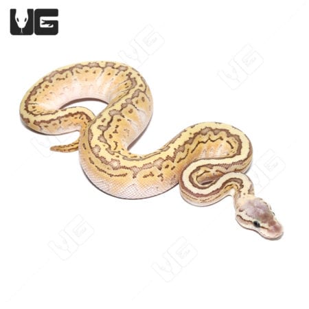Beautiful ball python with unique yellow and brown pattern.