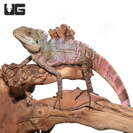 Solomon Tree Dragon (Hypsilurus macrolepis) For Sale - Underground Reptiles