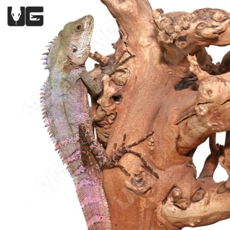 Solomon Tree Dragon (Hypsilurus macrolepis) For Sale - Underground Reptiles