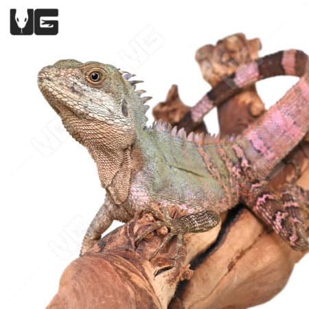 Solomon Tree Dragon (Hypsilurus macrolepis) For Sale - Underground Reptiles