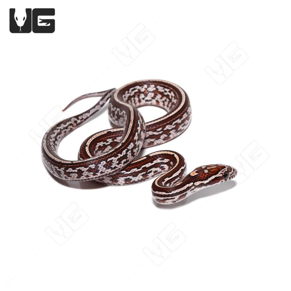 baby-tessera-cornsnakes-for-sale-underground-reptiles