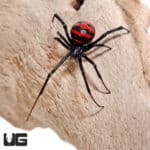 Thai Elegant Widow Spider (Latrodectus elegans)