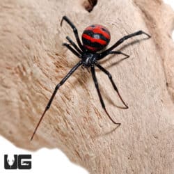 Thai Elegant Widow Spider (Latrodectus elegans)