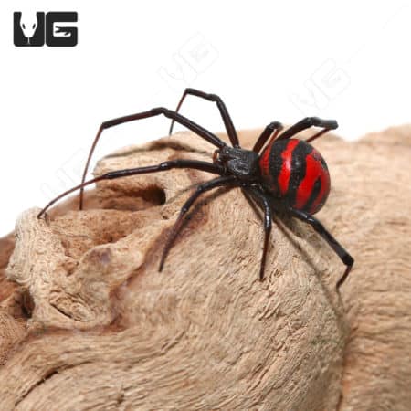 Thai Elegant Widow Spider (Latrodectus elegans)