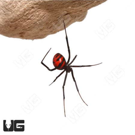 Thai Elegant Widow Spider (Latrodectus elegans)