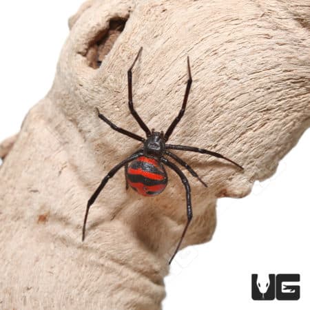 Thai Elegant Widow Spider (Latrodectus elegans)
