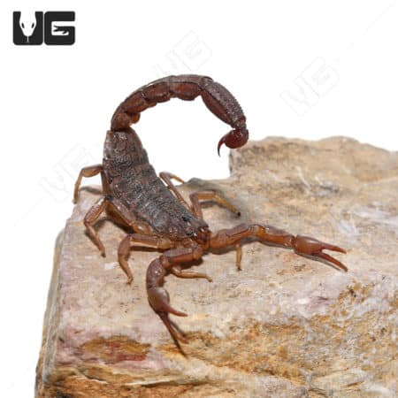 African Bark Scorpion (Hottentotta hottentotta) For Sale - Underground Reptiles
