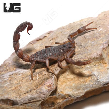 Scorpion on rock, West African Bark Scorpion, desert habitat, dangerous arachnid, wildlife reptile.
