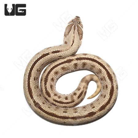 Adult Anaconda Western Hognose Snakes (Heterodon nasicus) For Sale - Underground Reptiles