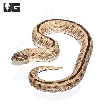 Adult Anaconda Western Hognose Snakes (Heterodon nasicus) For Sale - Underground Reptiles