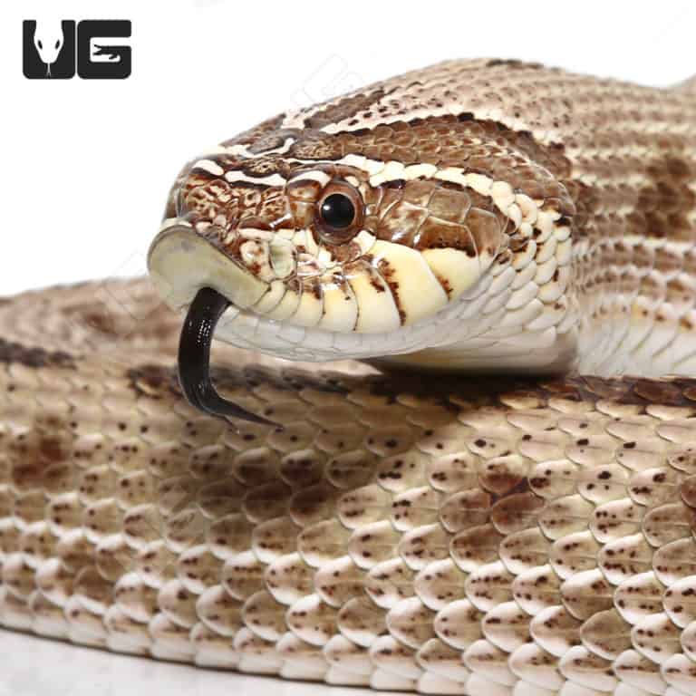 Baby Albino Western Hognose Snake For Sale Underground Reptiles