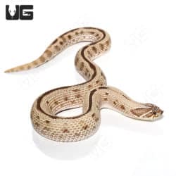 Adult Anaconda Western Hognose Snakes (Heterodon nasicus) For Sale - Underground Reptiles