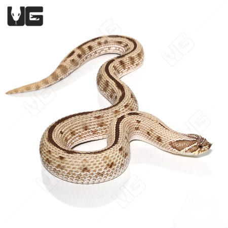 Adult Anaconda Western Hognose Snakes (Heterodon nasicus) For Sale - Underground Reptiles