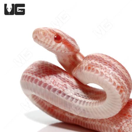 Baby Amel Tessera Reverse Okeetee Cornsnakes (Pantherophis guttatus) For Sale - Underground Reptiles
