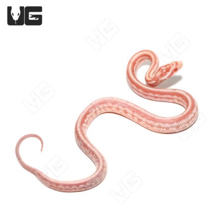 Reverse Okeetee Cornsnake in baby size with distinctive Tessera pattern.