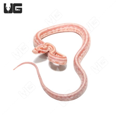 Baby Amel Tessera Reverse Okeetee Cornsnakes (Pantherophis guttatus) For Sale - Underground Reptiles