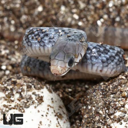 Yellowtail Cribo (Drymarchon corais)