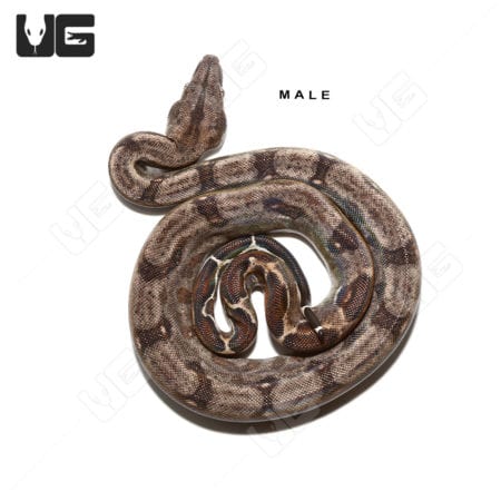 Baby Aberrant Central American Boa Trio (Boa constrictor imperator) For Sale - Underground Reptiles