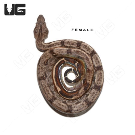Baby Aberrant Central American Boa Trio (Boa constrictor imperator) For Sale - Underground Reptiles
