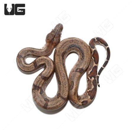 Baby Aberrant Central American Boa Trio (Boa constrictor imperator) For Sale - Underground Reptiles