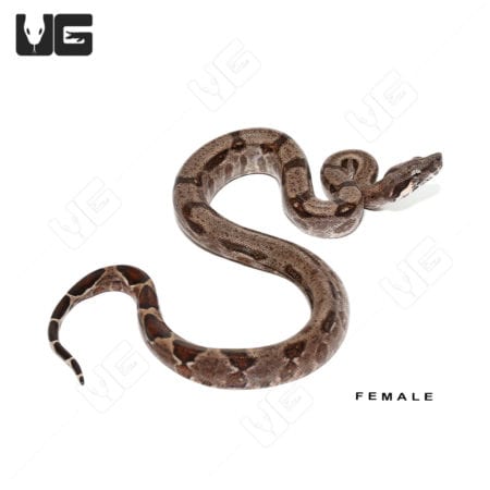 Baby Aberrant Central American Boa Trio #2 (Boa constrictor imperator) For Sale - Underground Reptiles