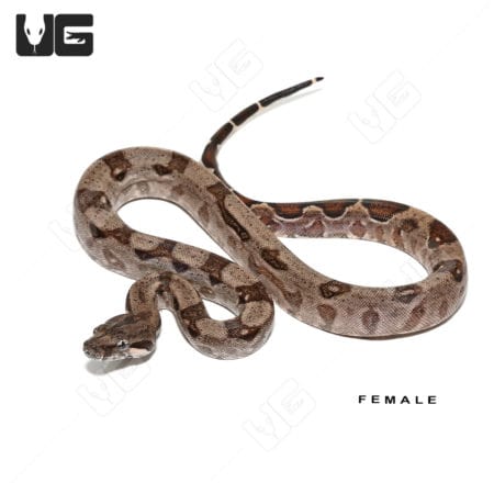 Baby Aberrant Central American Boa Trio #2 (Boa constrictor imperator) For Sale - Underground Reptiles