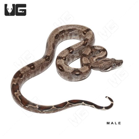 Baby Aberrant Central American Boa Trio #2 (Boa constrictor imperator) For Sale - Underground Reptiles