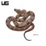 Baby Aberrant Central American Boa Trio #3 (Boa constrictor imperator) For Sale - Underground Reptiles