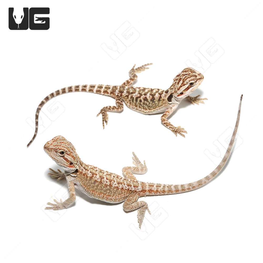 Baby Citrus Bearded Dragons (Pogona vitticeps)