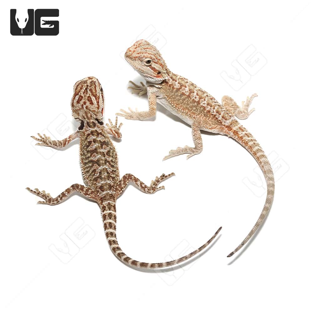 Baby Red Bearded Dragon With Live Arrival Guarantee - XYZReptiles.