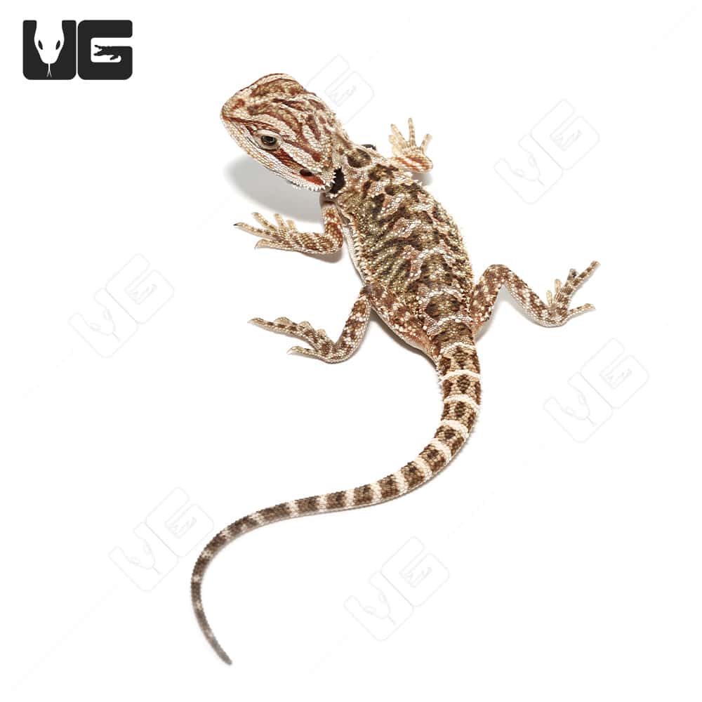 Citrus bearded dragons for sale online baby citrus bearded dragon