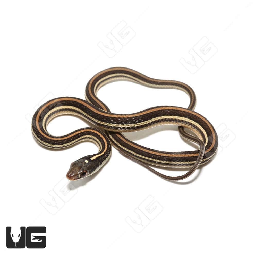 Snakes For Sale Underground Reptiles