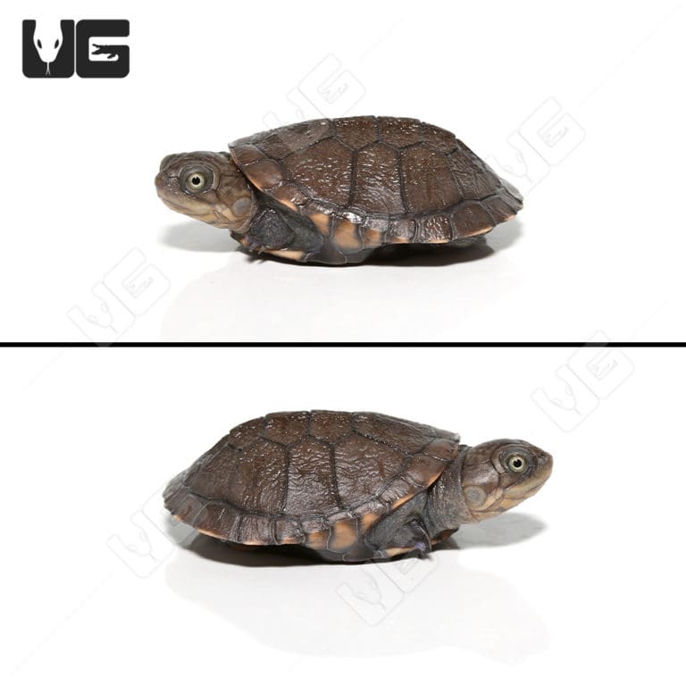 Baby West African Helmeted Turtles (Pelusios castaneus) For Sale ...