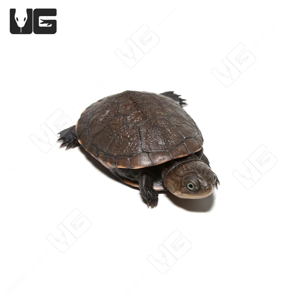 Baby West African Helmeted Turtles (Pelusios castaneus) For Sale - Underground Reptiles