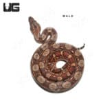 Baby Red Phase Circle Back Central American Boa Trio (Boa constrictor imperator) For Sale - Underground Reptiles