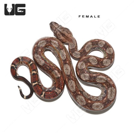 Baby Red Phase Circle Back Central American Boa Trio (Boa constrictor imperator) For Sale - Underground Reptiles