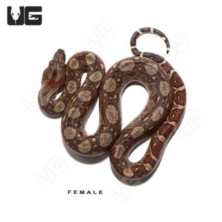 Baby Red Phase Circle Back Central American Boa Trio (Boa constrictor imperator) For Sale - Underground Reptiles