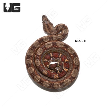 Baby Red Phase Circle Back Central American Boa snake, male, showcasing vibrant red and brown colora.