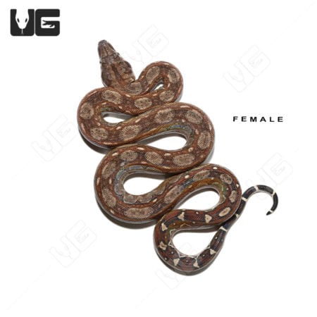 Baby Red Phase Circle Back Central American Boa Trio (Boa constrictor imperator) For Sale - Underground Reptiles