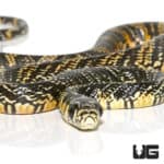 Nicaraguan Tiger Rat Snakes (Spilotes pullatus) For Sale - Underground Reptiles