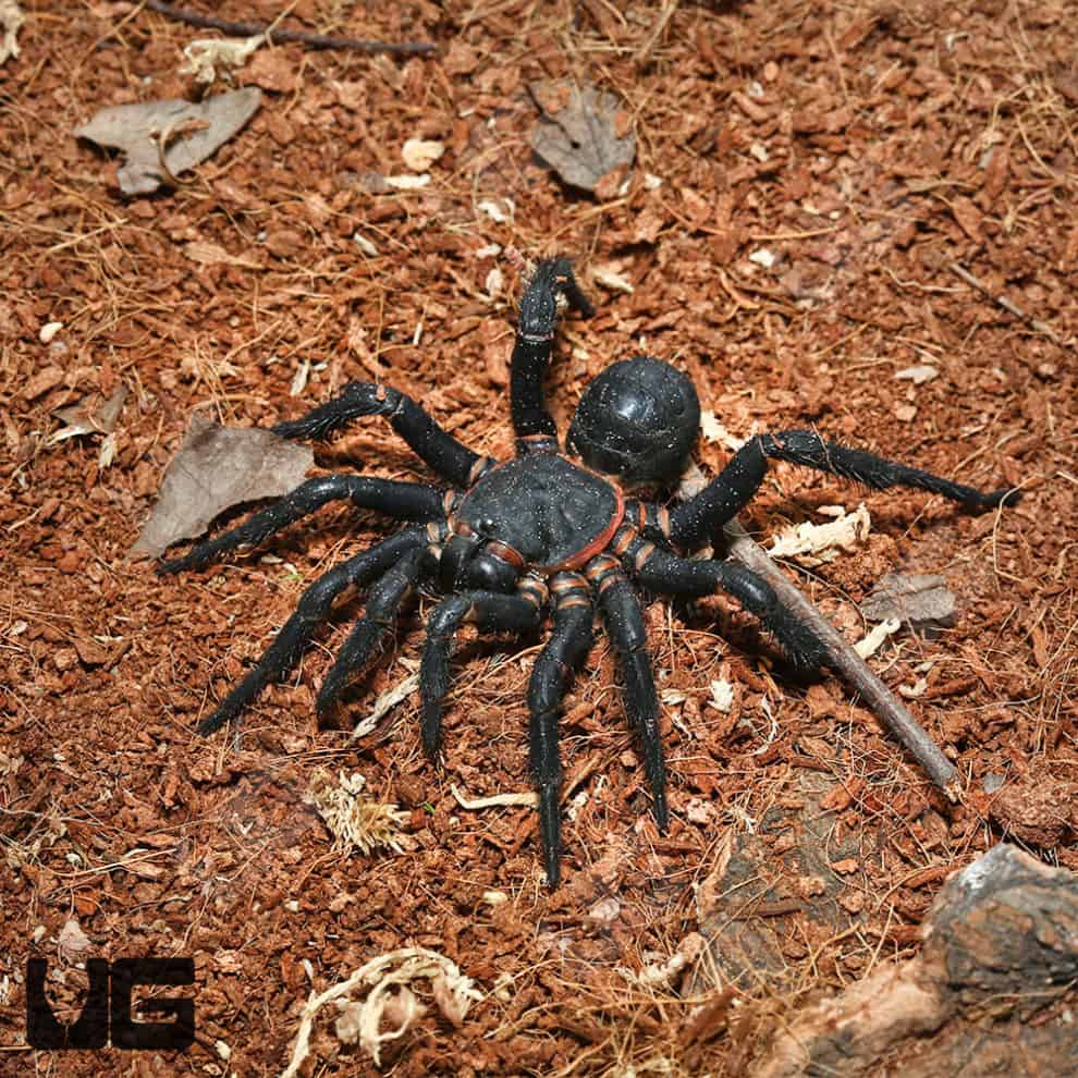 African Trap Door Spiders For Sale Underground Reptiles