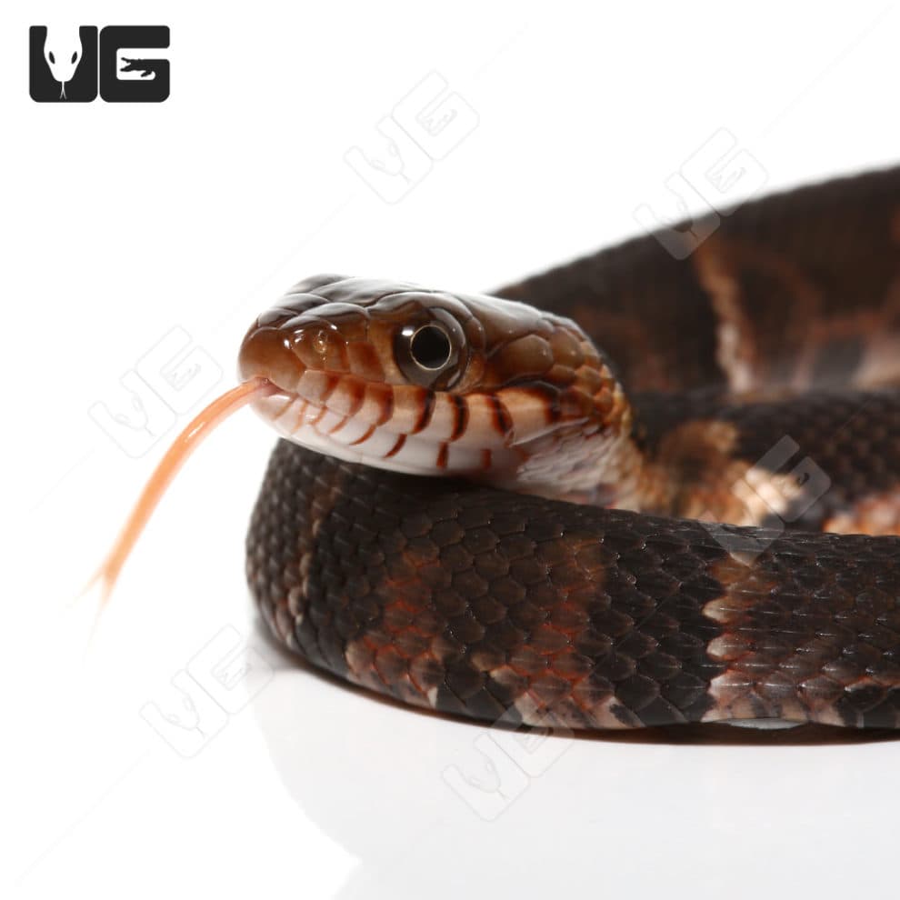 Baby Broad Banded Water Snake For Sale Underground Reptiles