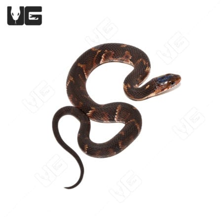 C.B. Baby Broad Banded Water Snake (Nerodia fasciata confluens)